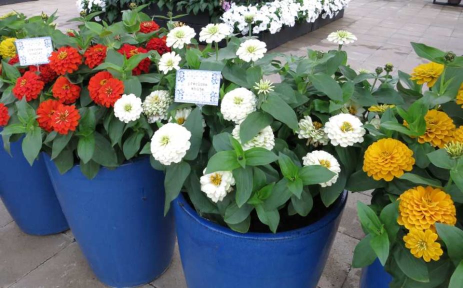 Zinnia Preciosa (Eason Horticultural Resources/American Takii)