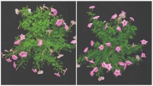 Save Water in the Greenhouse With Increased Irrigation Intervals