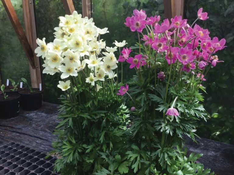 Anemone ‘Spring Beauty’ (Gardenworld, Inc.)