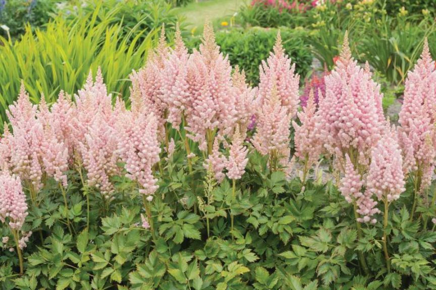 Astilbe 'Vision Inferno' (De Vroomen Garden Products)