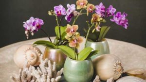 Dümmen Orange Partners with Orchid Producer on Phalaenopsis Rooting
