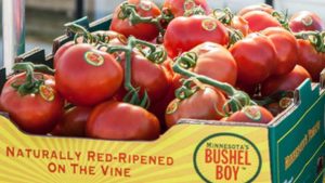 Leading Greenhouse Executive Discusses Labor Shortage and Future for Indoor Growing