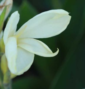 Canna ‘Vanilla Cabana’ (J. Berry Nursery)