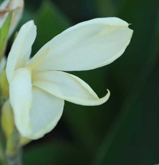 Canna ‘Vanilla Cabana’ (J. Berry Nursery)