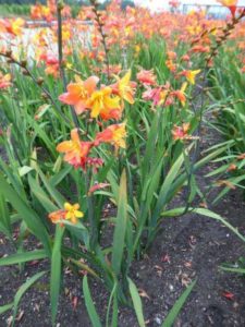 Crocosmia ‘Orange Pekoe’ (Rijnbeek and Son Perennials – Export B.V.)