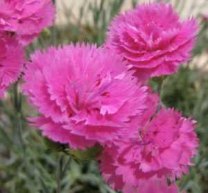 Dianthus ‘Pink Fire’ (Plants Nouveau)