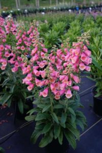Digitalis ‘Arctic Fox Rose’ (Darwin Perennials)