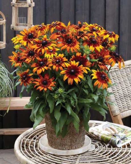 Echibeckia Summerina ‘Blazing Fire’ (Pacific Plug and Liner)