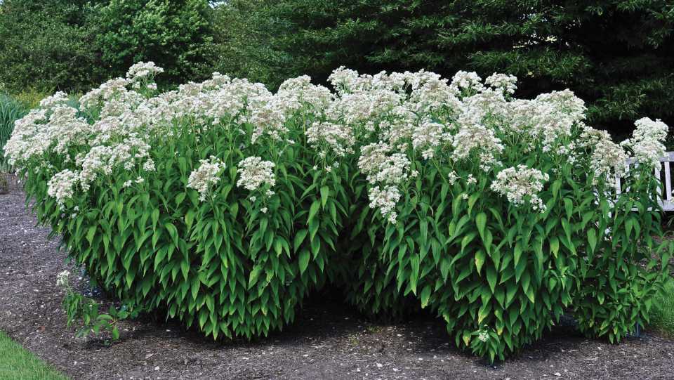 Eupatorium maculatum ‘Summer Snow’ (Chicagoland Grows)