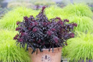 Euphorbia ‘Miner’s Merlot’ (Pacific Plug and Liner)