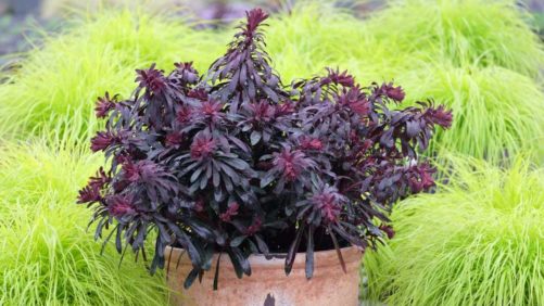 16 Perennials Your Customers Will Love in 2020