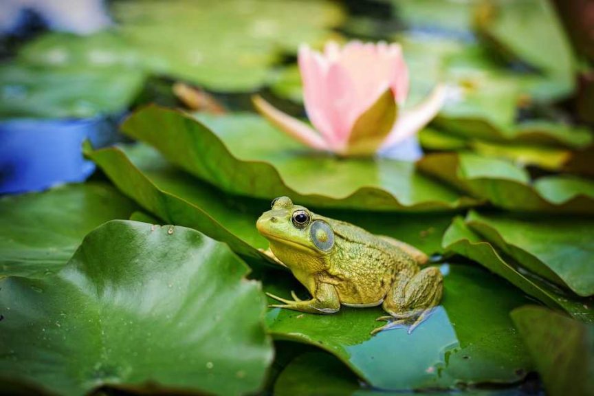 Frog-Friendly Spaces