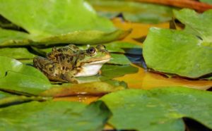Frog-Friendly Spaces