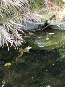 Frog-Friendly Spaces What You Can Do