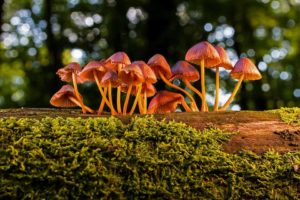 The Future of Fungi