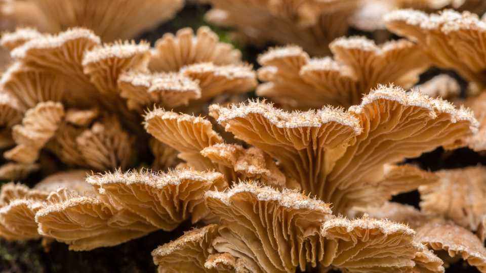 The Future of Fungi