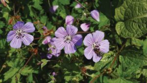 12 New Perennials to Consider for Your 2020 Crop Mix