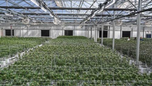 Setting up Cannabis Lighting for Success