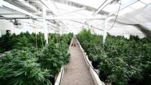 New App Helps Hemp Producers Track Plant Growth