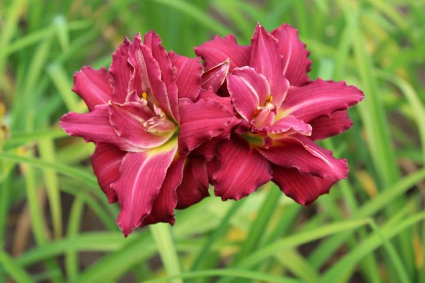 Hemerocallis ‘Double Pardon Me’ (Gardenworld, Inc.)