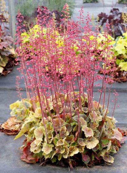 Heuchera ‘Northern Exposure Sienna’ (Terra Nova Nurseries)