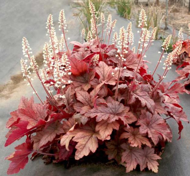 Heucherella ‘Peach Tea’ (Terra Nova Nurseries)