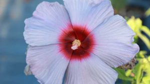 J. Berry Nursery, PlantHaven Partner to Improve Access to Plant Genetics