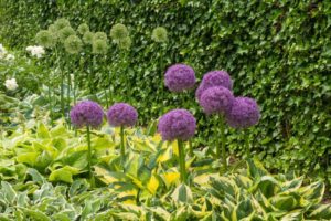 Hosta ‘Funny Mousse’ (De Vroomen Garden Products)