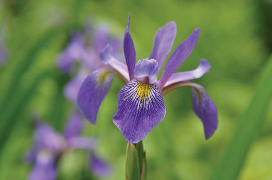 Iris versicolor ‘Purple Flame’ (North Creek Nurseries)