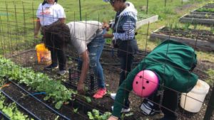 Cast Your Vote for 2019 Therapeutic Garden Grant Winners