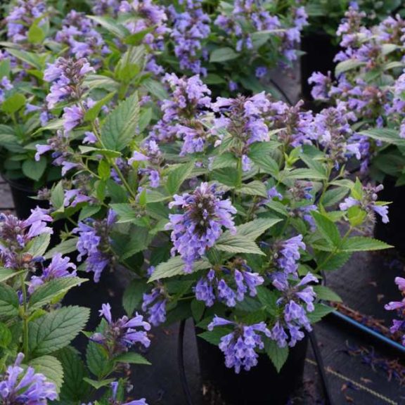 Nepeta ‘Blue Prelude’ (Darwin Perennials)