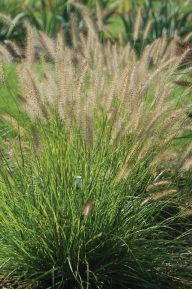 Pennisetum alopecuroides ‘Yellow Ribbons’ (Emerald Coast Growers)
