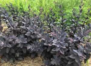 Sedum ‘Mojave Jewels Ruby’ (Plants Nouveau)