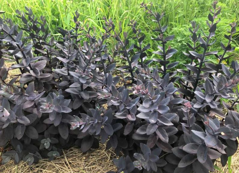 Sedum ‘Mojave Jewels Ruby’ (Plants Nouveau)