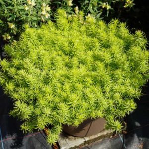Sedum rupestre ‘Prima Angelina’ (Darwin Perennials)
