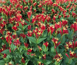 Spigelia marilandica ‘Little Redhead’ (Walters Gardens)