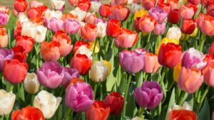 European Union Expanding Inspections for U.S. Plant Product Imports