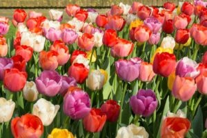 Tulip Pride Varieties (De Vroomen Garden Products)