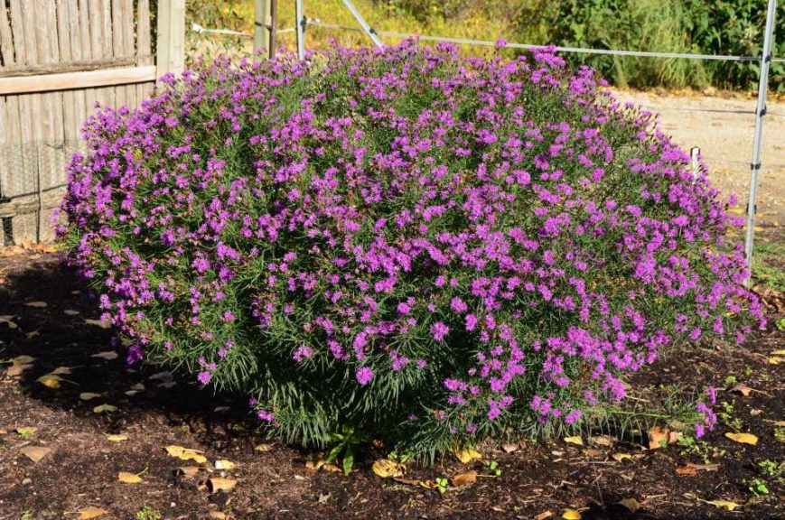 Vernonia ‘Summer’s Surrender’ (Chicagoland Grows)