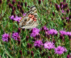 Vernonia ‘Summer’s Swan Song’ (Chicagoland Grows)
