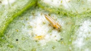 Detailed Research on Greenhouse Thrips and Botrytis Now Available On Demand