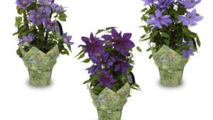 Top 100 Greenhouse Grower to Close in November