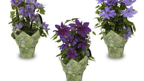 Top 100 Greenhouse Grower to Close in November