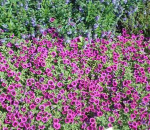 Calibrachoa 'Superbells Blackcurrant Punch' (Proven Winners)