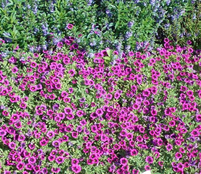 Calibrachoa 'Superbells Blackcurrant Punch' (Proven Winners)