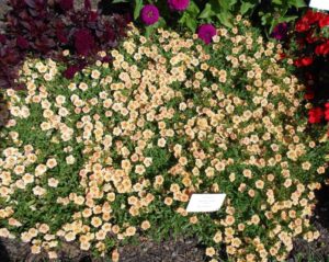 Calibrachoa 'Superbells Double Amber' (Proven Winners)