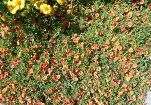 Calibrachoa 'Superbells Dreamsicle Improved' (Proven Winners)