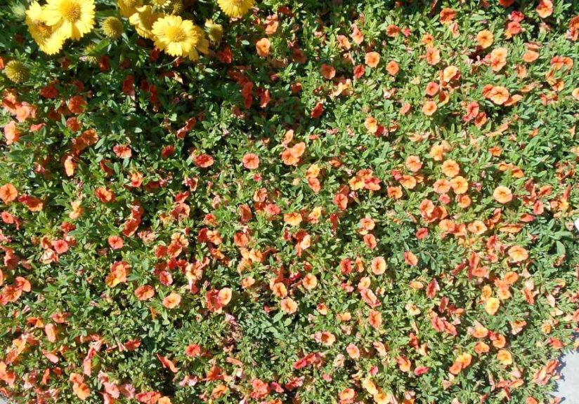 Calibrachoa 'Superbells Dreamsicle Improved' (Proven Winners)