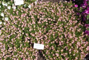 Calibrachoa 'Superbells Honeyberry' (Proven Winners)