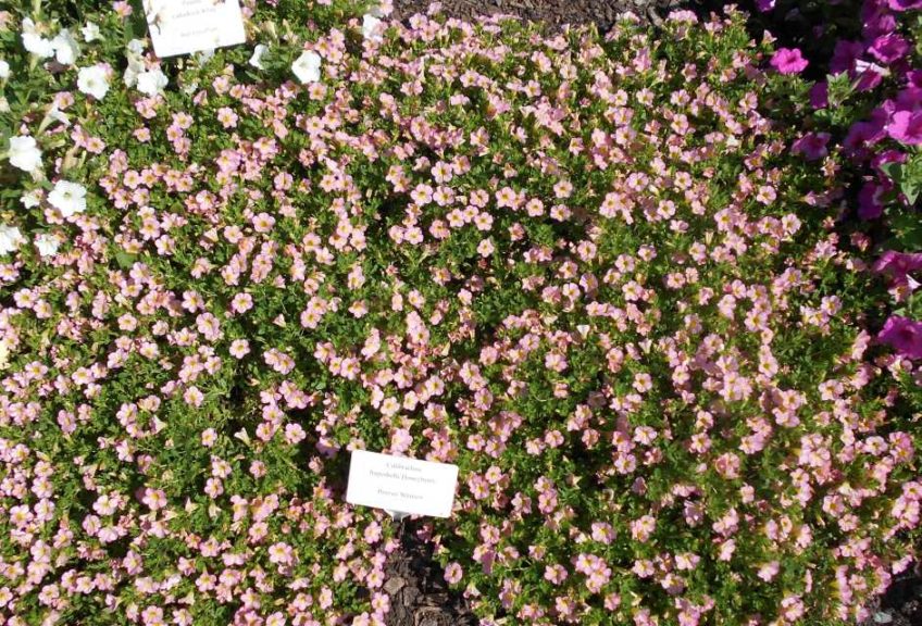 Calibrachoa 'Superbells Honeyberry' (Proven Winners)